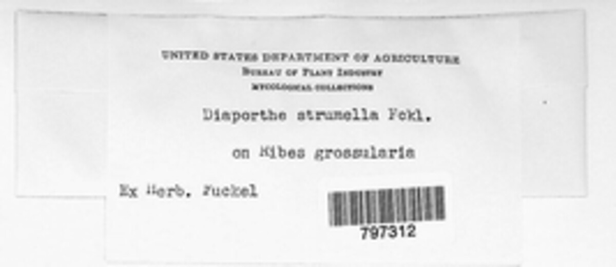 Diaporthe strumella image